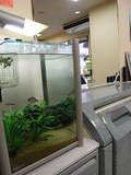 熱帯魚います!