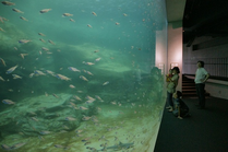 九十九島湾大水槽