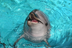 下関市立しものせき水族館・海響館』